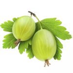 gooseberry